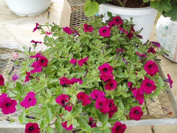 a20080515tP5130010.JPG