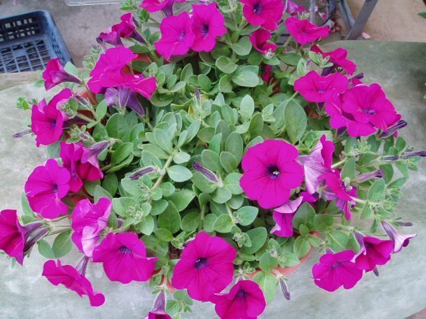 a20080515tP5130011.JPG